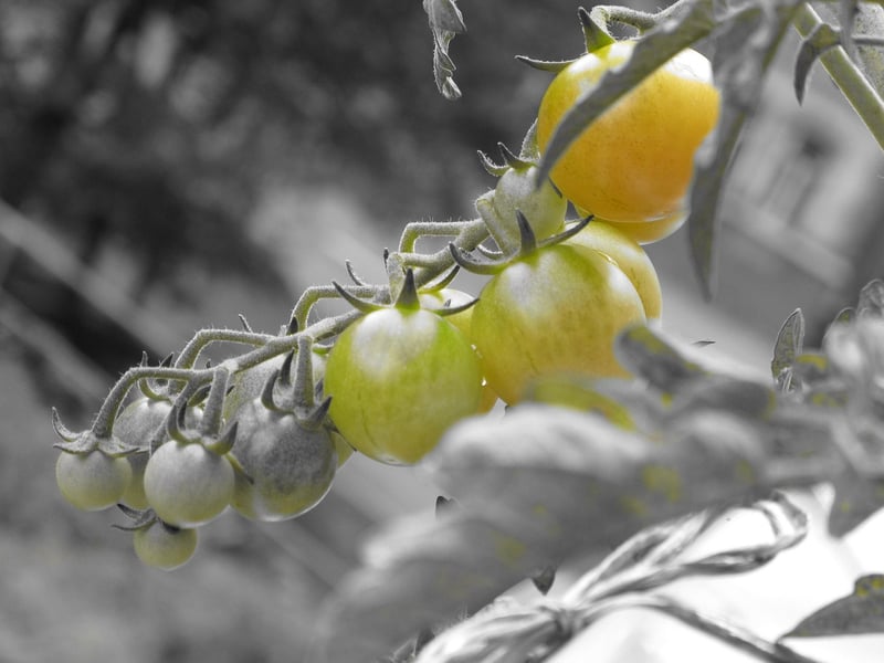 Balcony Vegetables